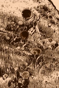 Kyslík od Alexander Adiels