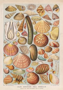 Britské mořské mušle (chromolitho)
