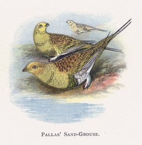 Pallas písečný tetřev od Alexander Francis Lydon
