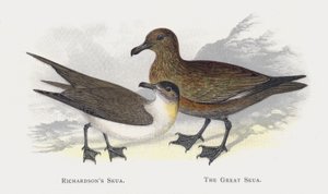 Richardsons Skua, The Great Skua od Alexander Francis Lydon