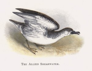Spojenecká Shearwater od Alexander Francis Lydon