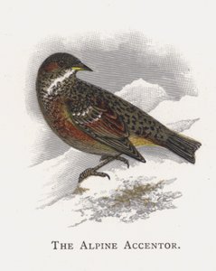 Alpský Accentor od Alexander Francis Lydon