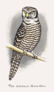 Americký Hawk-Owl od Alexander Francis Lydon