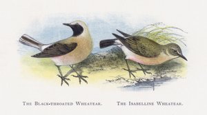 The Black-throated Wheatear, The Isabelline Wheatear od Alexander Francis Lydon