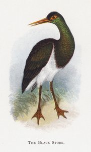 Černý čáp od Alexander Francis Lydon