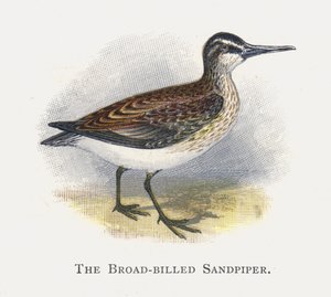 Sandpiper širokozobý od Alexander Francis Lydon