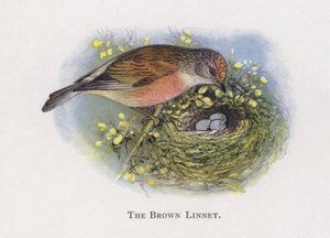 Hnědá Linnet od Alexander Francis Lydon