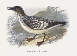 Mys Fulmar od Alexander Francis Lydon