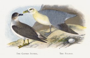 The Capped Petrel, The Fulmar od Alexander Francis Lydon