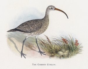 The Common Curlew od Alexander Francis Lydon