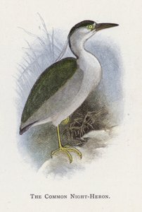 Volavka noční od Alexander Francis Lydon