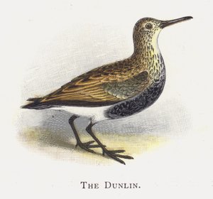 Dunlin od Alexander Francis Lydon
