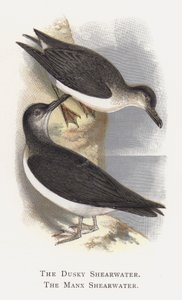 Dusky Shearwater, The Manx Shearwater od Alexander Francis Lydon