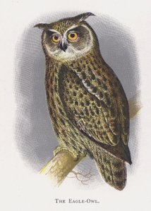 Výr velký od Alexander Francis Lydon