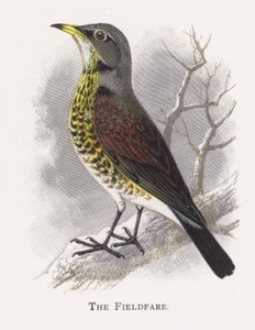 The Fieldfare od Alexander Francis Lydon