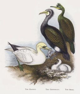 Gannet, Kormorán, Shag od Alexander Francis Lydon