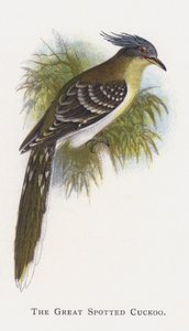 Kukačka velká od Alexander Francis Lydon