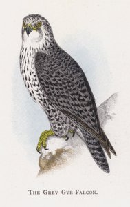 Šedý Gyr-Falcon od Alexander Francis Lydon