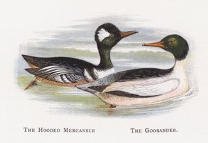 Merganer s kapucí, Goosander od Alexander Francis Lydon