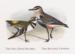 Killdeer Dotterel, Společenský čejek od Alexander Francis Lydon