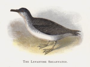 Levantská Shearwater od Alexander Francis Lydon