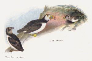 Malý Auk, Papuchalk od Alexander Francis Lydon