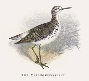 Marsh-Greenshank od Alexander Francis Lydon