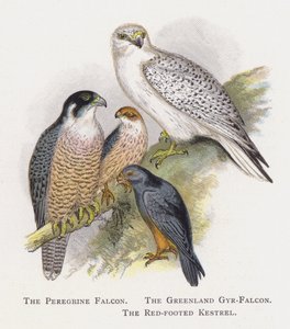 Sokol stěhovavý, Gyr-Falcon grónský, Poštolka rudonohá od Alexander Francis Lydon