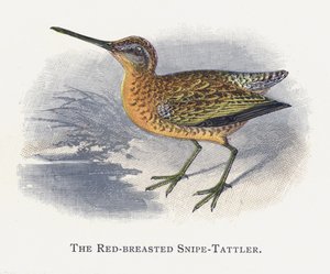 Snipe-Tattler rudoprsý od Alexander Francis Lydon