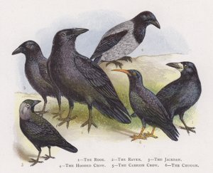 Věž, Havran, Kavka, Vrána kápě, Vrána mršinová, Chough