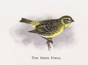 Serin Finch od Alexander Francis Lydon