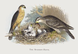 Vrabčák-Hawk od Alexander Francis Lydon