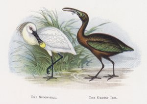 Spoon-bill, Ibis lesklý od Alexander Francis Lydon