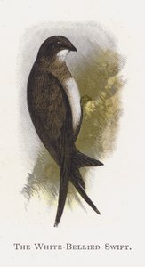 Swift bělobřichý od Alexander Francis Lydon