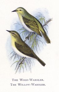 Pěnice lesní, Pěnice vrbová od Alexander Francis Lydon