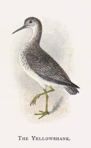 Yellowshank od Alexander Francis Lydon