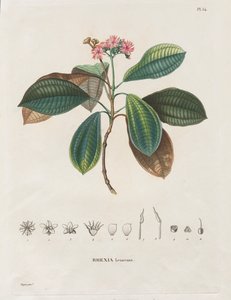 Plavba do rovnodenných oblastí nového kontinentu, uskutečněná v letech 1709 až 1804: Monografie Melastomaceae: č. 54 od Alexander, Freiherr von Humboldt