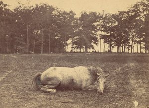 Is This Death - Antietam Battlefield, září 1862, 1862. od Alexander Gardner