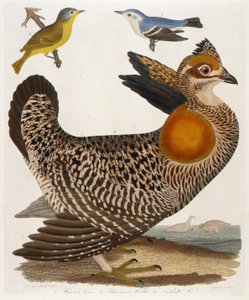 1. Zpeřený Grous. 2. Modrozelený pěvec. 3. Nashville W., z knihy American Ornithology.