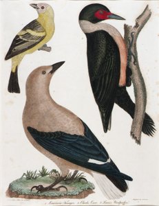 Tanager louisianský, vrána Clarkova, datel Lewisův