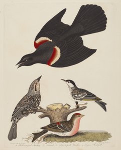 Špaček rudokřídlý, samice špačka rudokřídlého, pěnice černohlavá a menší..., nakl. 1808-1814.