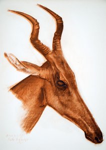 Antilope Jackson (Am Dafok), z Kresby a malby Afriky, popravená během expedice Citroen Center Afrique, druhá mise Haardt Audouin-Dubreuil, hospoda. Paříž, 1927