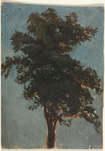 Studie stromů od Alexandre Calame