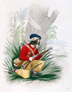 Buccaneer, z 