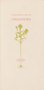 Crisantémy (chryzantémy)