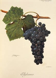 Hrozen Aglianico od A. Kreydera