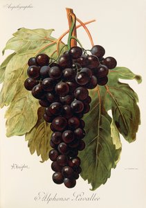 Hrozna Alphonse Lavallee od A. Kreydera