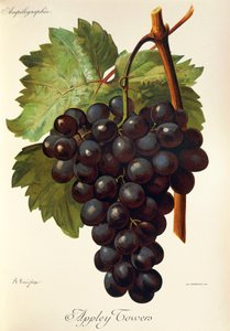 Hrozny Appley Towers. Ilustrace A. Kreyder., Pessione, z Traite General de Viticulture. Ampelografie od Alexis Kreyder