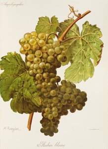 Hrozna Aubin Blanc od A. Kreydera od Alexis Kreyder