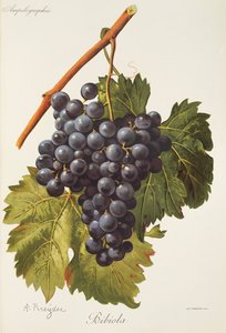 Hrozen Bibiola od A. Kreydera